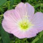 Oenothera speciosa SHOWY PRIMROSE Seeds FJ