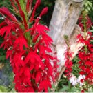 Lobelia cardinalis CARDINAL FLOWER Seeds FJ