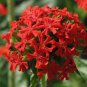 Lychnis chalcedonica MALTESE CROSS Seeds FJ