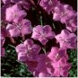 Dianthus gratianipolitanus CHEDDAR PINKS Seeds FJ
