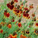 Ratibida columnifera PRAIRIE CONEFLOWER Seeds FJ