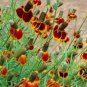Ratibida columnifera PRAIRIE CONEFLOWER Seeds FJ