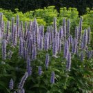 Agastache Blue HYBRID BLUE HYSSOP Seeds FJ