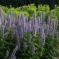 Agastache Blue HYBRID BLUE HYSSOP Seeds FJ
