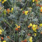 Lotus rigidus SHRUBBY DEERVETCH Seeds FJ