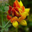 Lotus corniculatus BIRDS FOOT TREFOIL Seeds FJ