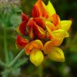 Lotus corniculatus BIRDS FOOT TREFOIL Seeds FJ
