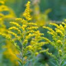 Solidago canadensis Golden Baby DWARF GOLDENROD Seeds FJ