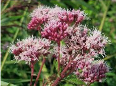 Eupatorium cannabinum HOLY ROPE Seeds FJ