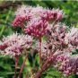 Eupatorium cannabinum HOLY ROPE Seeds FJ