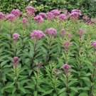 Eupatorium syn Eutrochium purpureum SWEET JOE PYE WEED Seeds FJ