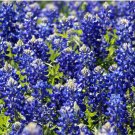 Lupinus texensis TEXAS BLUEBONNET Seeds FJ