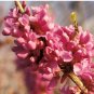 Cercis chinensis CHINESE REDBUD Tree Seeds FJ