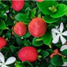 Carissa grandiflora NATAL PLUM - Fragrant Flowers - Seeds FJ