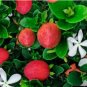 Carissa grandiflora NATAL PLUM - Fragrant Flowers - Seeds FJ