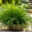 Asparagus sprengeri Hardy Form HARDY ASPARAGUS FERN Seeds FJ