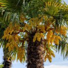 Trachycarpus fortunei BULGARIA WINDMILL PALM - HARDY Seeds FJ