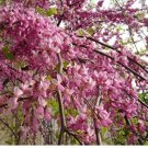Cercis siliquastrum JUDAS TREE Seeds FJ