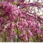 Cercis siliquastrum JUDAS TREE Seeds FJ