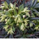 Helleborus foetidus STINKING HELLEBORE - EVERGREEN LEAVES Seeds FJ