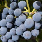 Vitis californica CALIFORNIA GRAPE Seeds FJ