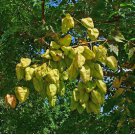 Koelreuteria paniculata Nana COMPACT GOLDEN RAIN TREE Seeds FJ