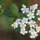 Viburnum obovatum WALTER'S VIBURNUM - EVERGREEN SHRUB Seeds FJ