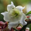 Beaumontia grandiflora WHITE EASTER LILY VINE Seeds FJ