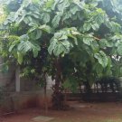 Ficus auriculata ELEPHANT EAR FIG - Bold Hardy Fig Species! Seeds FJ