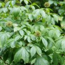 Eleutherococcus senticosus SIBERIAN GINSENG Hardy Exotic Seeds FJ