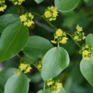 Paliurus spina christi CHRIST'S THORN Seeds FJ
