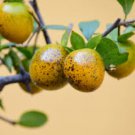 Diospyros rhombifolia PRINCESS PERSIMMON TREE Seeds FJ