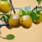 Diospyros rhombifolia PRINCESS PERSIMMON TREE Seeds FJ