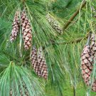 Pinus excelsa HIMALAYAN PINE Seeds FJ