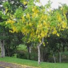 Cassia fistula GOLDEN SHOWER TREE golden yellow flowers SEEDS FJ