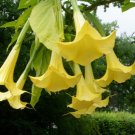 Brugmansia suaveolens YELLOW ANGELS TRUMPET Seeds FJ
