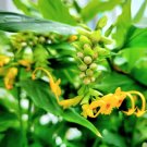 Globba schomburgkii GOLDEN DANCING GIRL GINGER Seeds FJ