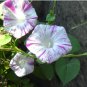 Ipomoea aquatica UNUSUAL MORNING GLORY Seeds FJ