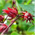 Hibiscus sabdariffa RED HIBISCUS Seeds FJ