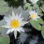 Nymphaea pubescens WHITE WATER LILY Seeds FJ