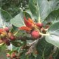 Ficus virens Hardy Banyan UNIQUE TREE Exotic Seeds FJ