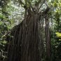 Ficus virens Hardy Banyan UNIQUE TREE Exotic Seeds FJ