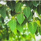 Ficus semicordata UNIQUE TREE Exotic Seeds FJ