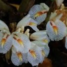 Amomum maximum Java Cardamom UNUSUAL GINGER Seeds FJ