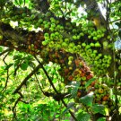 Ficus hispida UNIQUE TREE Exotic Seeds FJ