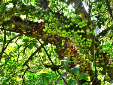 Ficus hispida UNIQUE TREE Exotic Seeds FJ