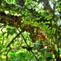 Ficus hispida UNIQUE TREE Exotic Seeds FJ
