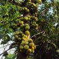 Ficus hispida UNIQUE TREE Exotic Seeds FJ