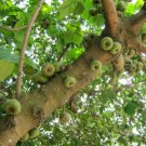 Ficus roxburghii ROXBURGH FIG - Bold Hardy Fig Species FJ