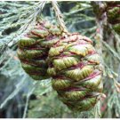 Sequoiadendron giganteum GIANT SEQUOIA SEEDS FJ